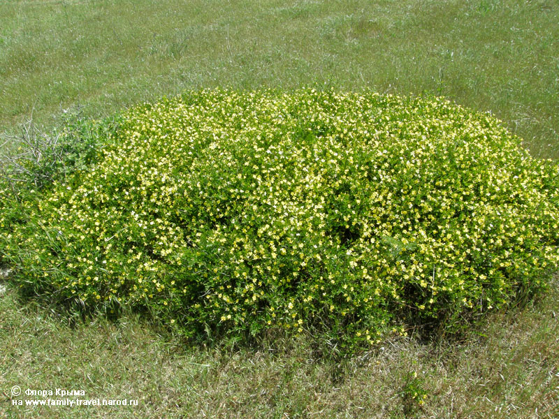 wild jasmine